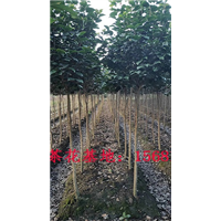 四川茶花种植