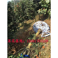 四川茶花种植基地