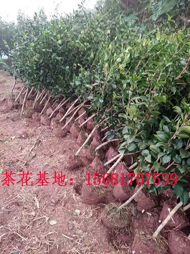 四川宜宾养茶花学四招