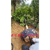 买茶花到天成逸景茶花专业合作社