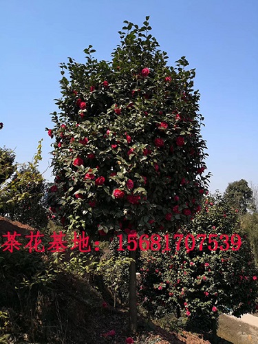 四川精品茶花树
