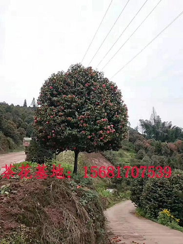 四川宜宾茶花小苗