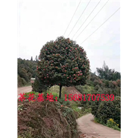 四川宜宾茶花小苗