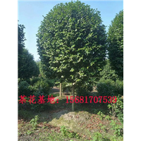 四川大红牡丹也是四川茶花？