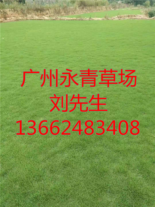 广州绿化草皮 