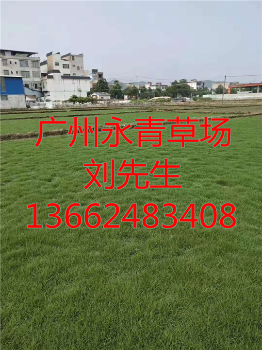 广州草场 