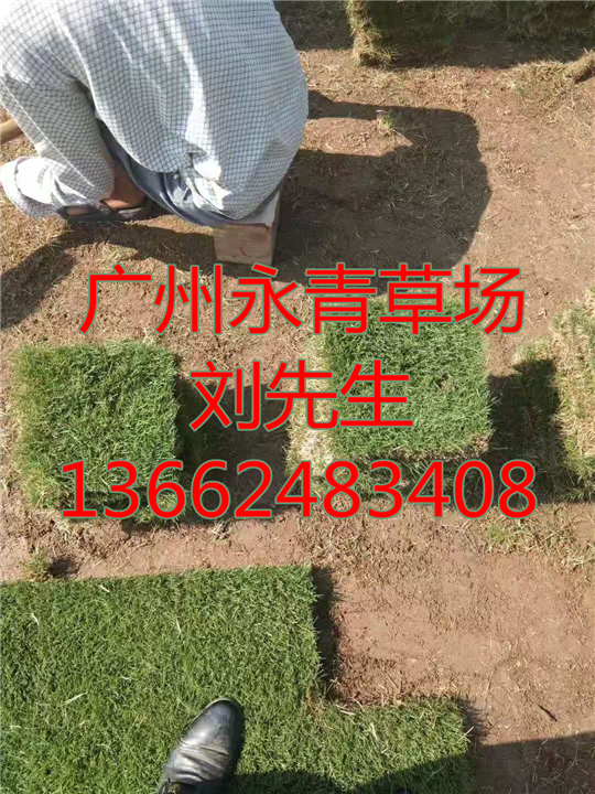 广州马尼拉草 