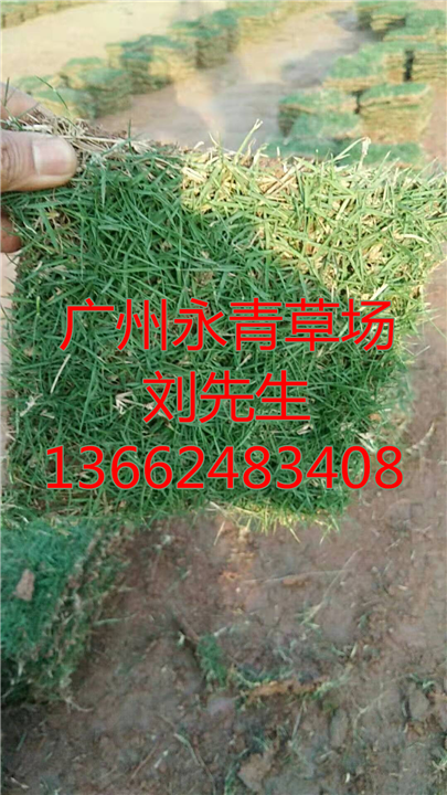 广州草场种植 