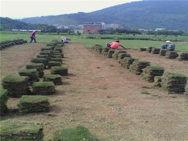 广州草坪基地
