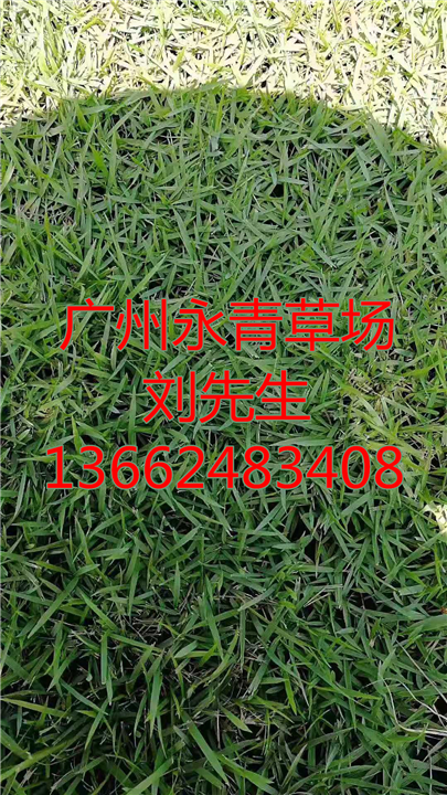 广州学校专用草 