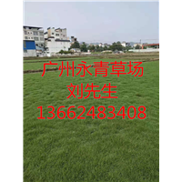 广州草场 