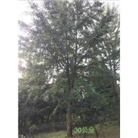 广西银杏树-广西桂花树-兴安银杏树