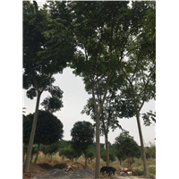 兴安栾树\柳州栾树\贵港栾树