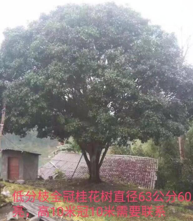 桂林桂花树批发\桂林桂花树价格