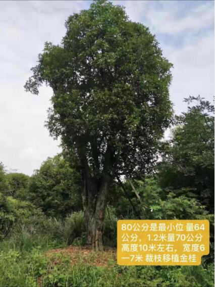 广西银杏树-广西桂花树-钦州桂花树