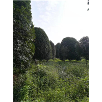 广西银杏树-广西桂花树-广西大银杏树 