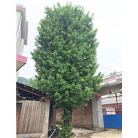 广西银杏树基地-广西桂林树基地