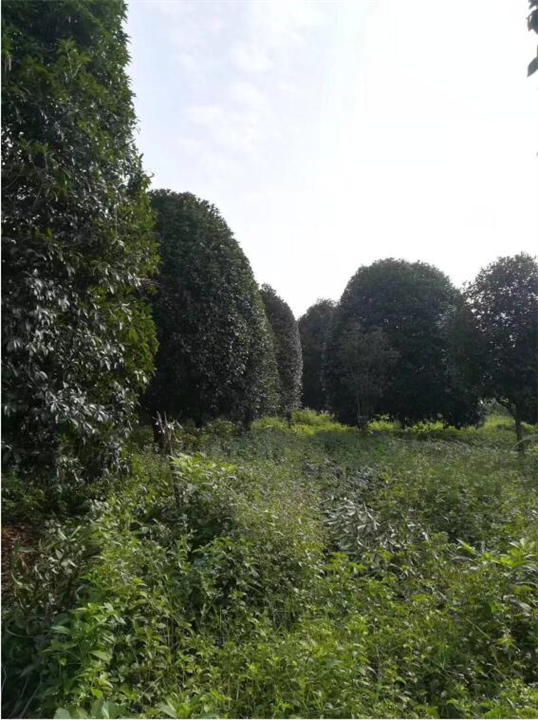 广西银杏树-广西桂花树-广西大银杏树 