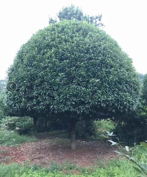 广西桂花树\桂林桂花树\广西大桂花树