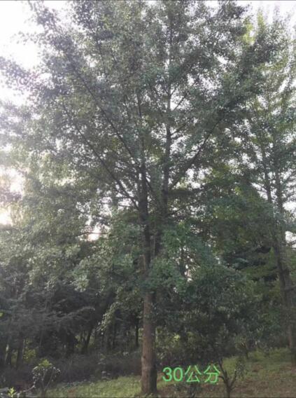 广西银杏树-广西桂花树-兴安银杏树