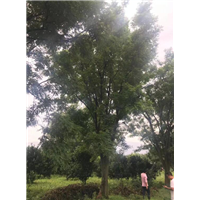 钦州银杏树\桂林桂花树\南宁