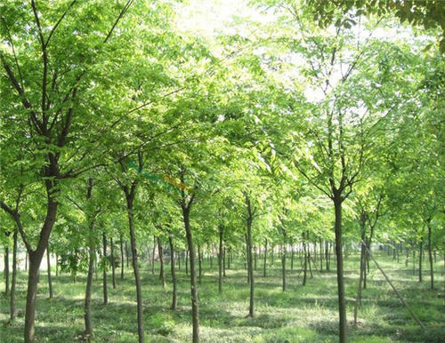 榉树种植地
