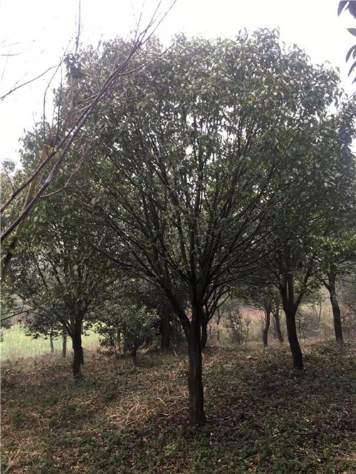 长兴红果冬青种植地