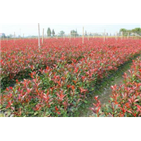长兴红叶石楠种植地