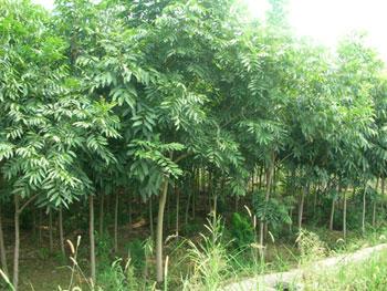 长兴无患子种植地