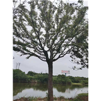 沙朴批发哪家好