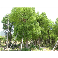 无患子基地直销