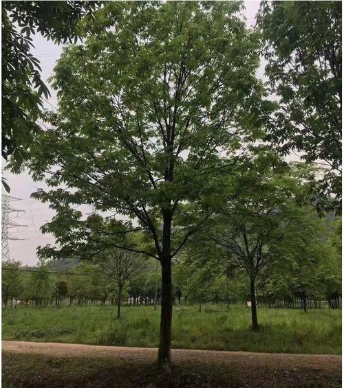 南宁七叶树供货商