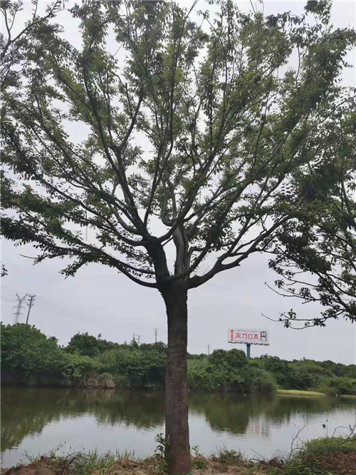 沙朴批发哪家好