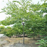 洛阳榉树批发市场