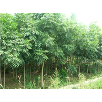 长兴无患子种植地