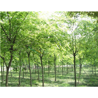 榉树种植地
