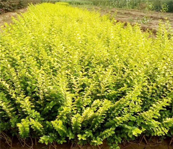 金叶女贞种植基地
