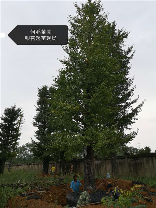银杏起苗现场【广西银杏树基地批发】