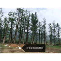广西桂林银杏树基地 