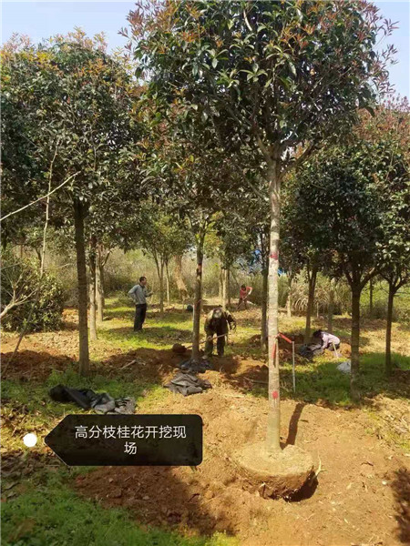 『广西桂花树』高分枝桂花树开挖现场
