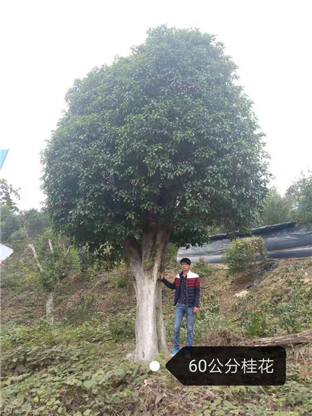 【桂林桂花树基地】【桂林大型桂花树基地】
