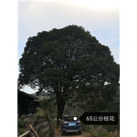 65公分桂花树amp;#10