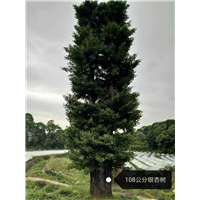 108公分银杏树（广西大银杏批发）
