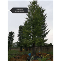 银杏起苗现场【广西银杏树基地批发】