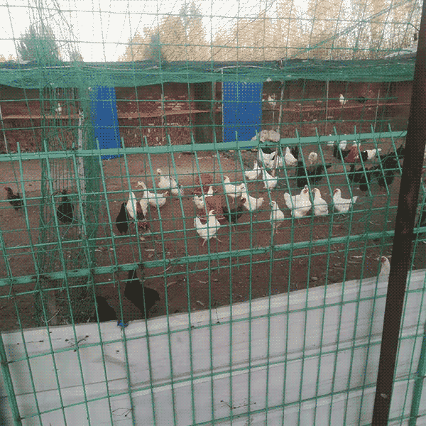 羊肉 