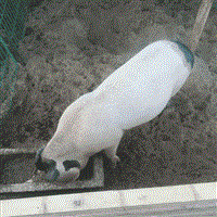 羊肉 