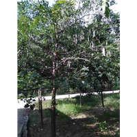 河北优质皂角树，山东枣庄皂角基地 