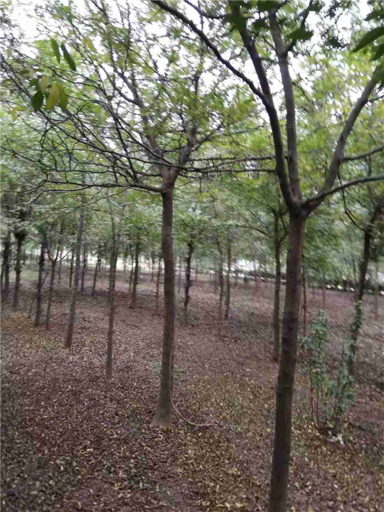 河北皂角苗，河北皂角种子价格 