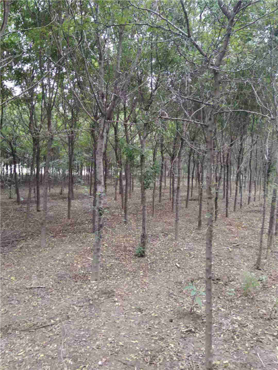 河北皂角基地|山东皂角树供应 