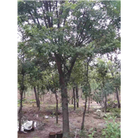 山东皂角苗，河北皂角苗基地 